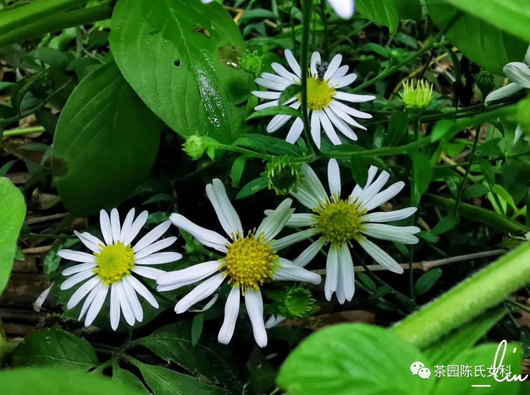 中医所有的妇科疾病都能看吗,看妇科最厉害的中医有哪些