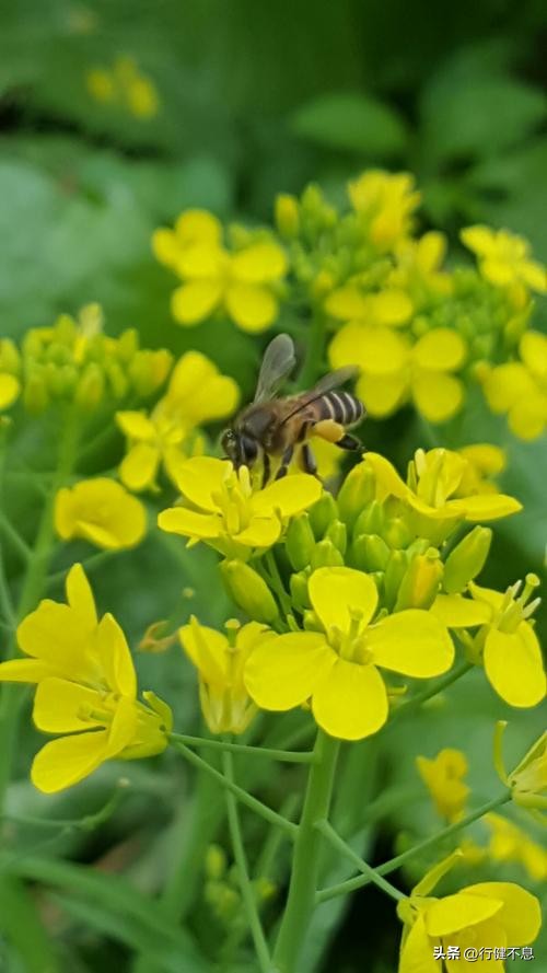 朝辞白帝彩云间完整诗句,十首经典春日诗词