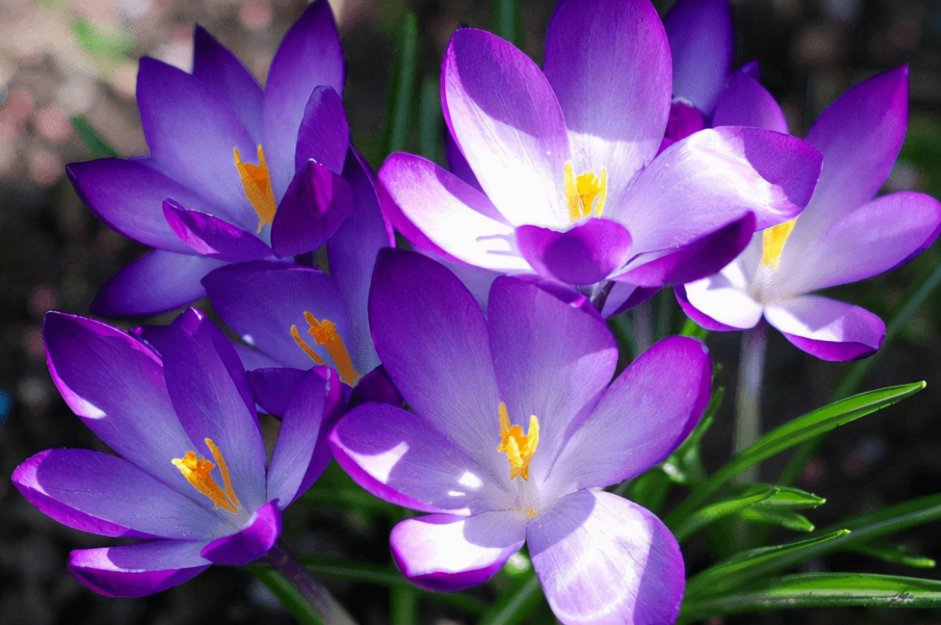 什么种球适合冬天开花,适合冬季种植的种球花卉