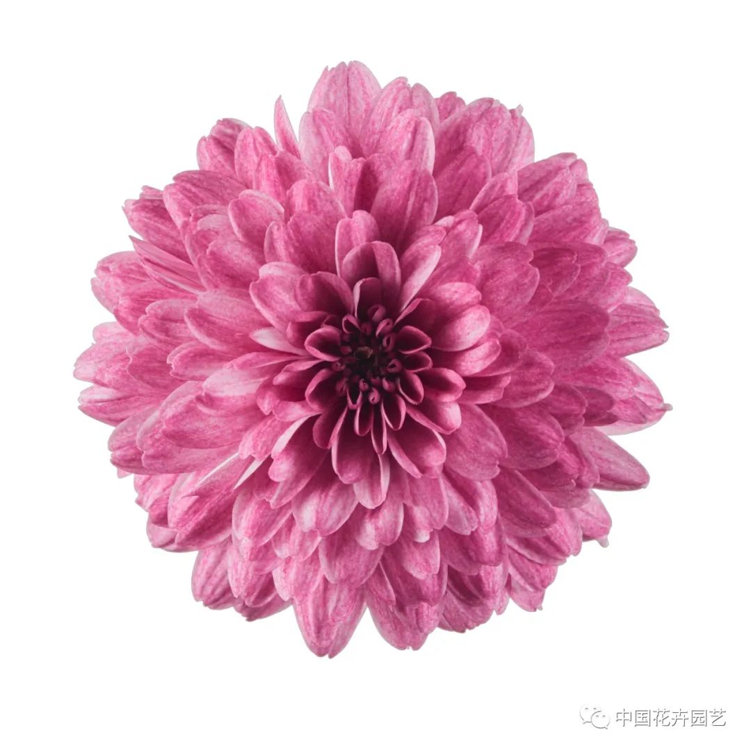 橙色多盟盆菊“水晶”系列推出新花色|新品