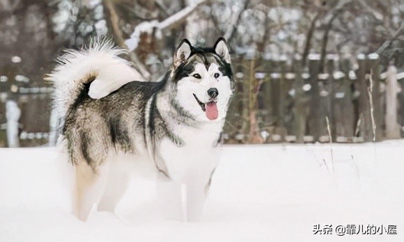如何让你挑到称心如意的犬类宠物？一起来看看这份宝典指南吧
