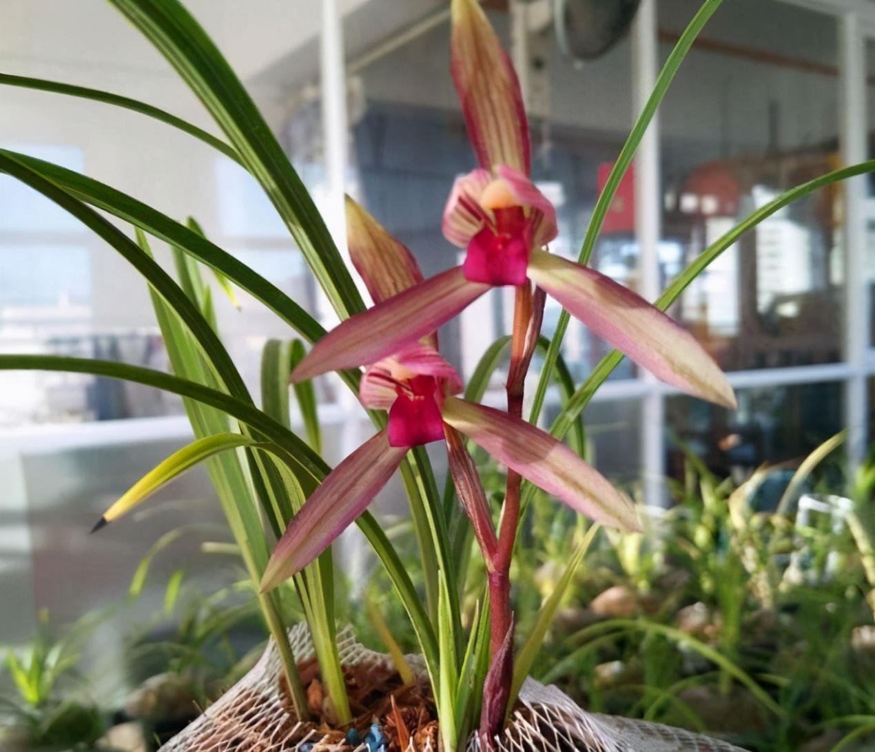 滇红素兰花新芽颜色,云南滇红兰