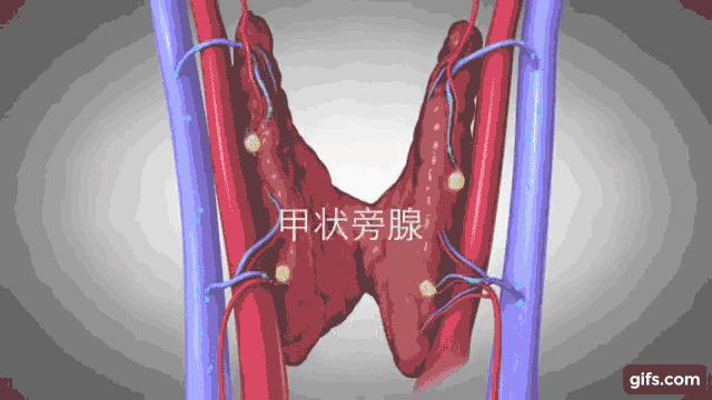 别的指标正常就是肌酐高怎么回事,这项指标升高需警惕前列腺癌