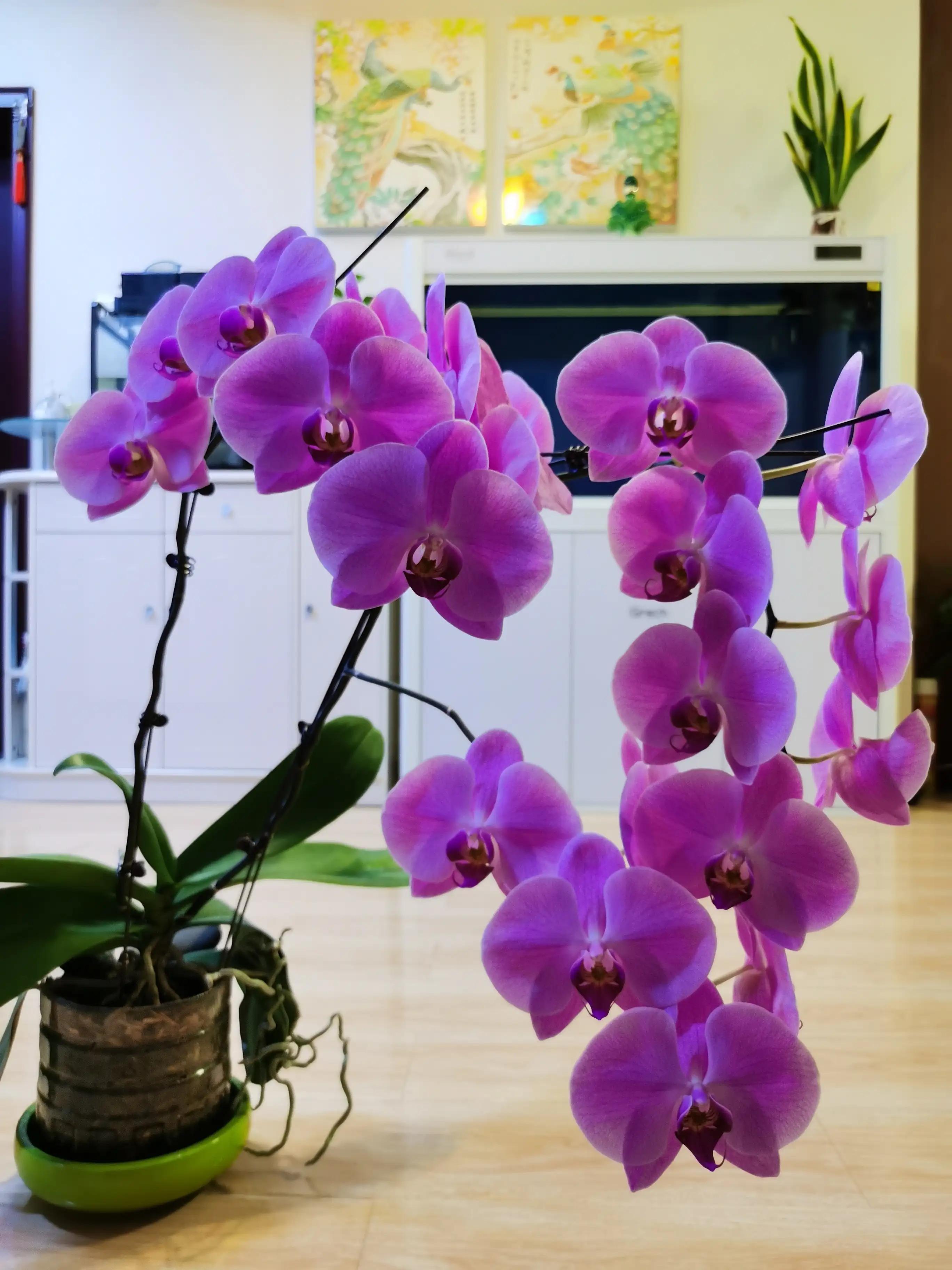 粉黛佳人水仙,紫水仙图片大全