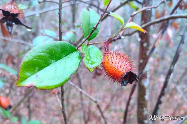 家乡的野果香甜可口,自家种的奇异果味道特别好吃