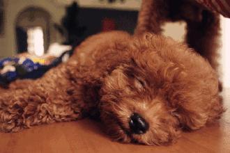 纯种泰迪和串串的区别,泰迪如何分辨纯种和串串