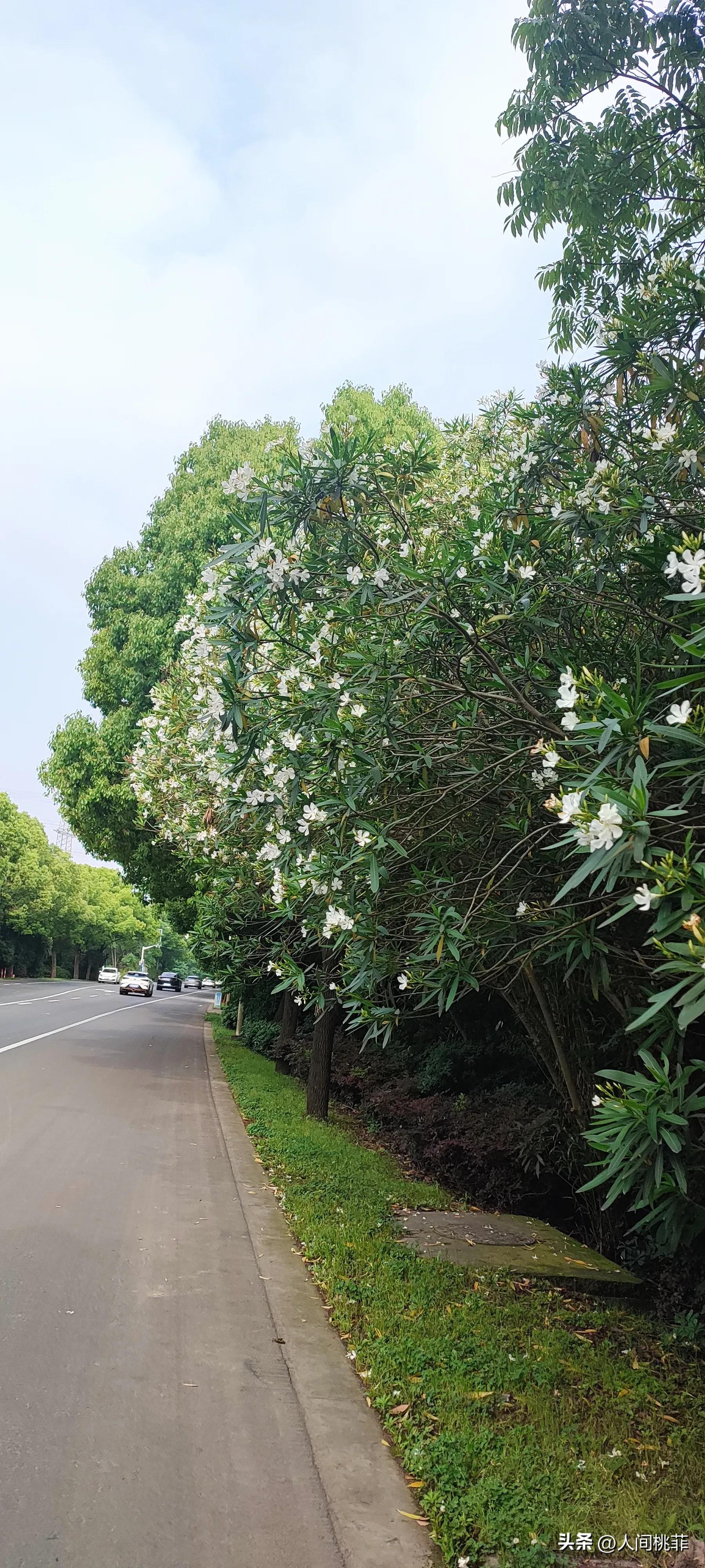 没有感同身受只有独自承受的意思,没有什么感同身受只能独自承受