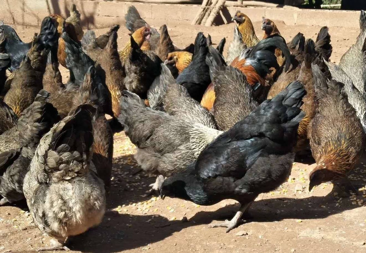 绿壳蛋鸡的养殖全过程,绿壳蛋鸡的正确养殖方法