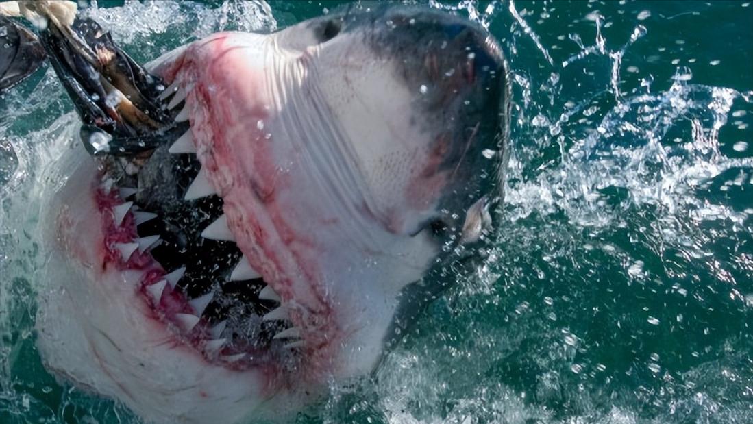 比巨齿鲨更恐怖的十种海怪,比巨齿鲨可怕的六种海怪
