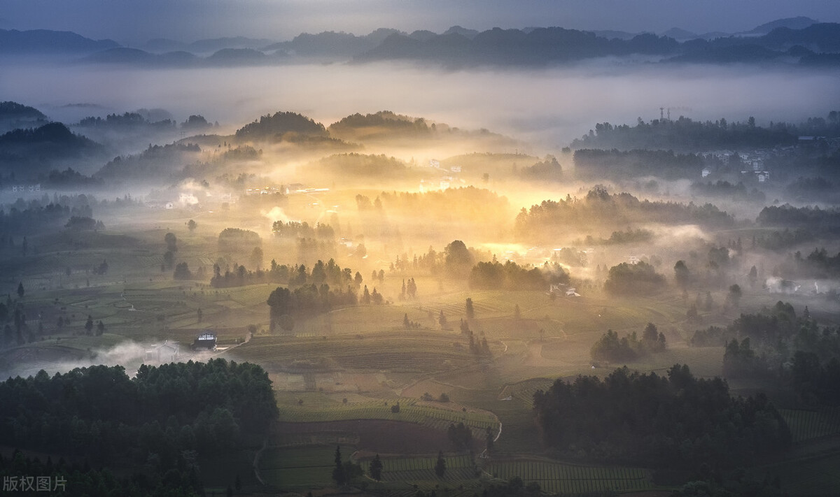 贵州龙井茶哪家强,西湖龙井与贵州绿茶价格区间