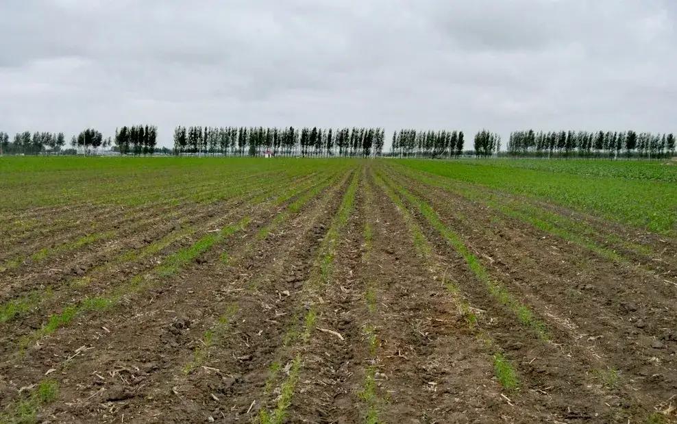 当兵去陆军集团军咋样,陆军总院当兵体检