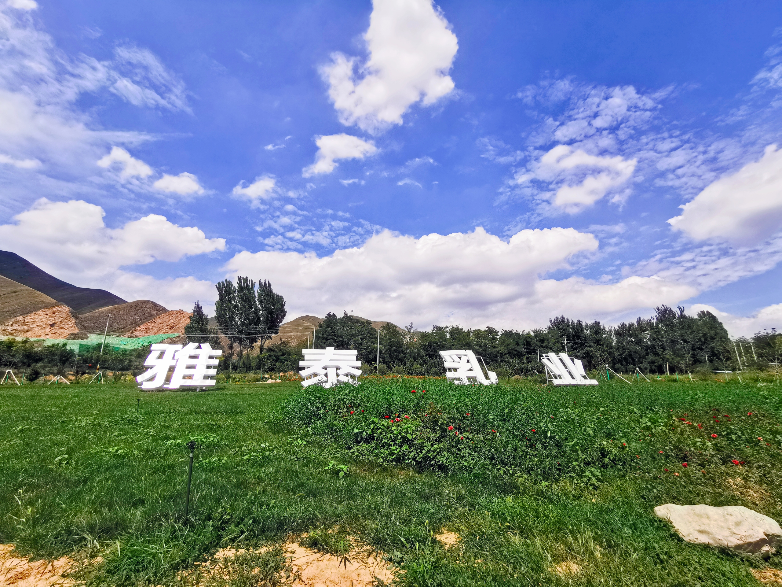 朵恩婴儿羊奶粉,品质朵恩羊奶粉