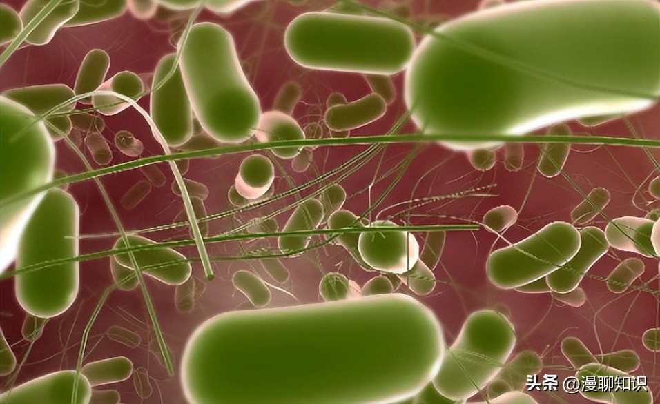 沙门氏杆菌遇高温能消灭吗,沙门氏菌对营养要求高吗