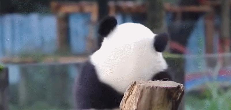 外国人有多喜欢大熊猫?斥巨资给熊猫造宫殿,总理机场亲自迎接