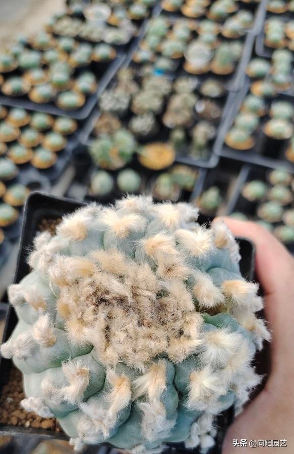 新手养什么仙人球,仙人球难养品种