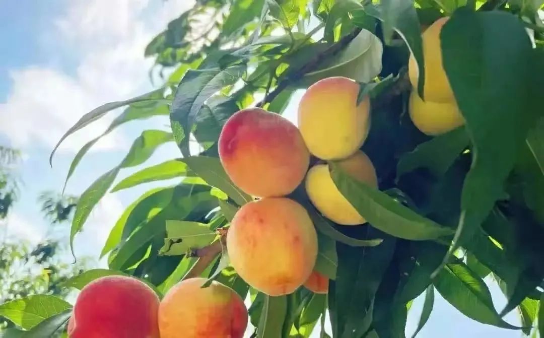 夏天的味道!房县夏日水果图鉴来啦