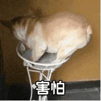 出现奇怪的小虫子怎么消灭,出现虫子怎么办