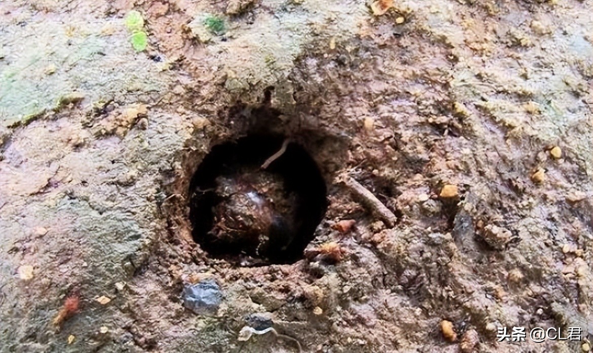 冬天知了猴多少钱一斤,知了猴多少元1斤