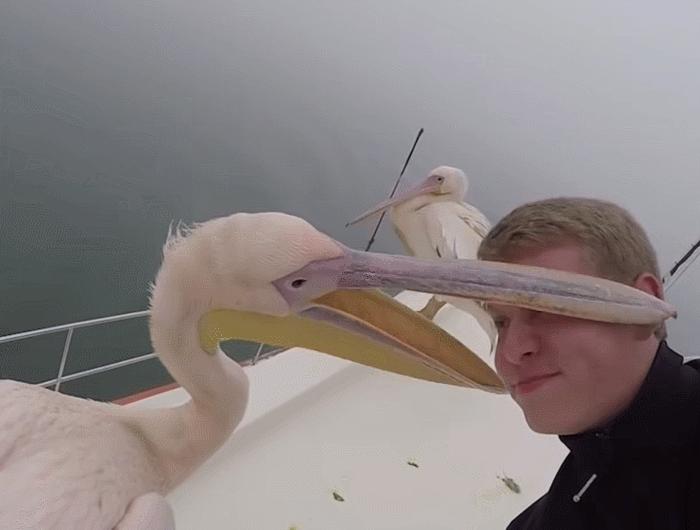 鹈鹕吃长颈鹿动画版,鹈鹕咬长颈鹿