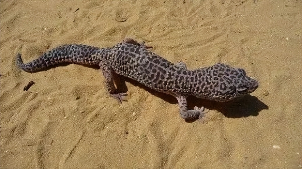 卡皮、隆背、疑似感冒...我的爬宠怎么了？