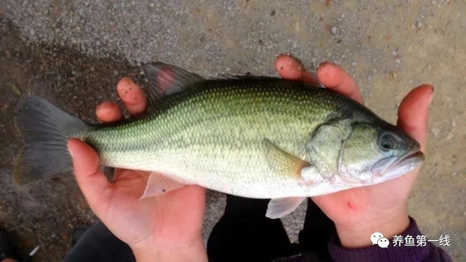 鱼脑出血什么原因,鱼脑溢血