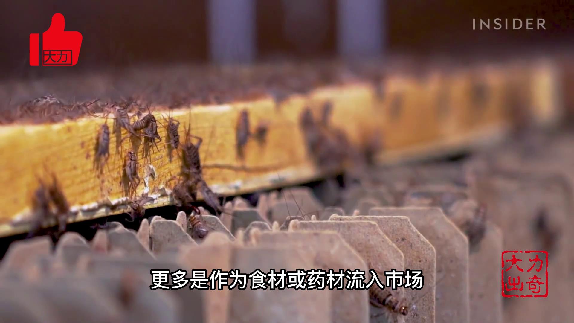 投资最少收益最大的农村养殖,养殖业项目推荐养牛养羊