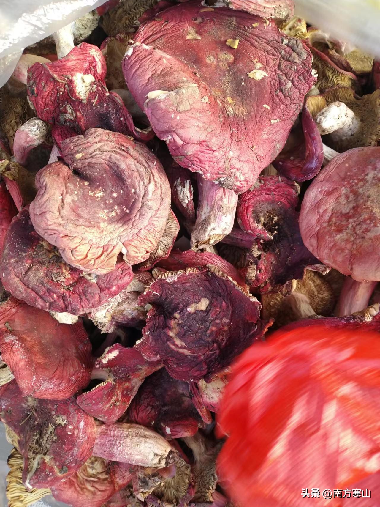 云南野生菌致幻品种,云南野生菌诗句