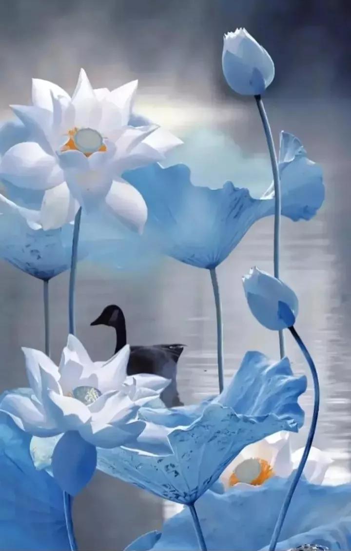 荷花壁纸手机超清全面屏,荷花千瓣莲唯美高清大图壁纸