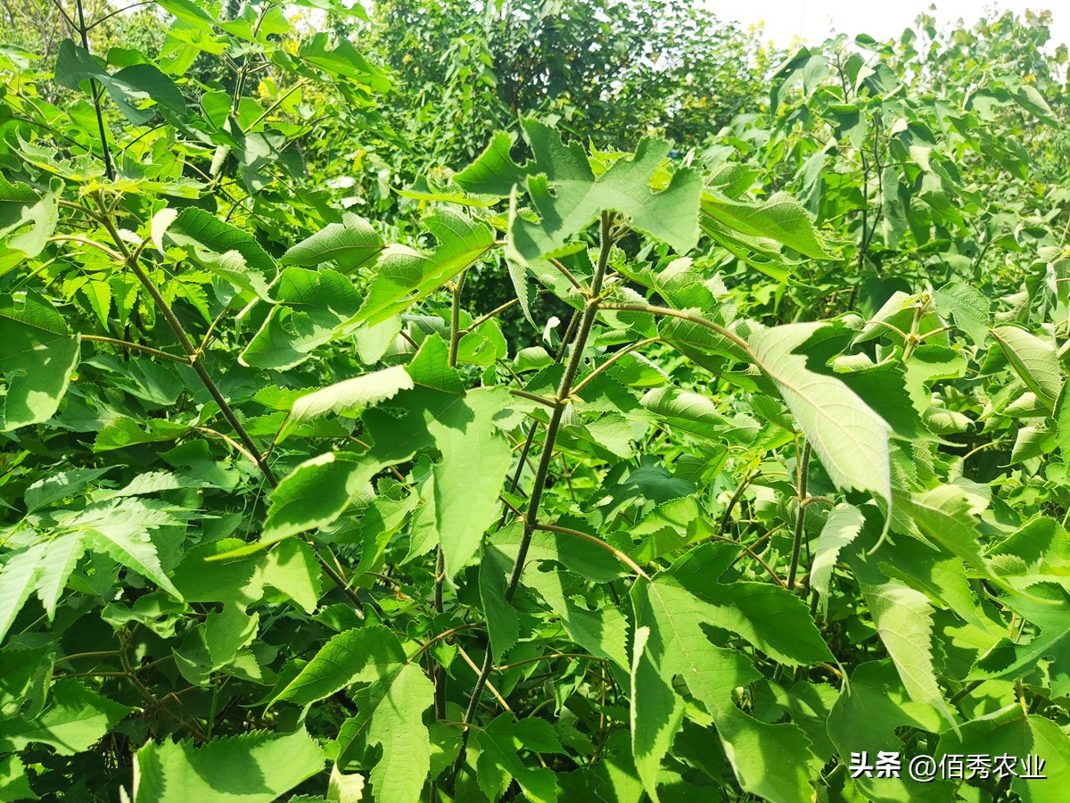 树林除杂草用什么除草剂最好,除庭院杂草用什么农药最好