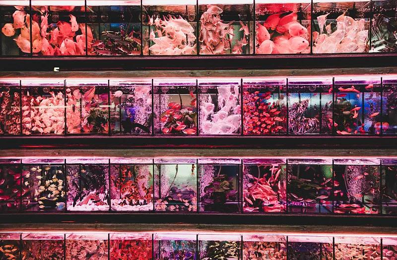 最好养的观赏鱼冷水鱼有哪些中型,冷水鱼有哪些观赏鱼比较好看