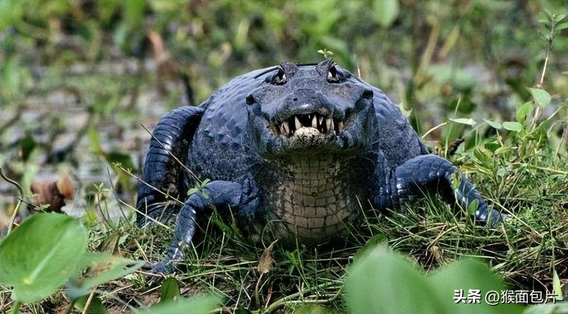 亚马逊雨林生存100天,亚马逊雨林生存楚河