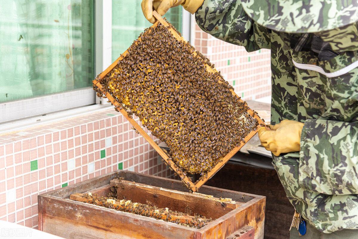 未来10大农村暴利种植,农村致富种养技术有哪些