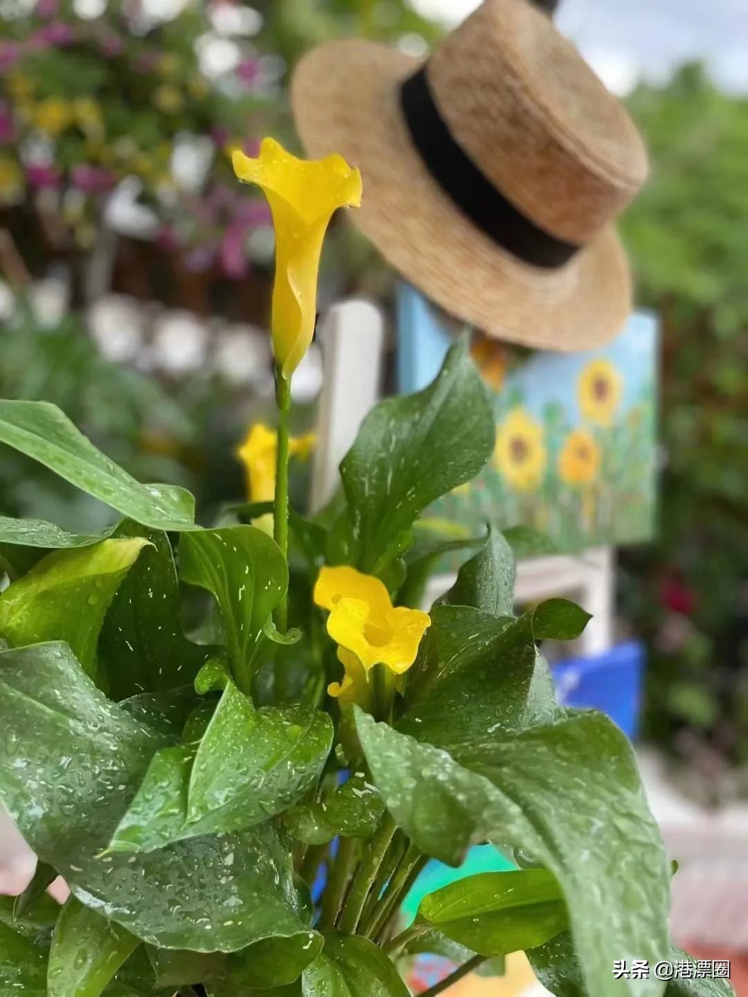 我在香港搬进一个带花园的房子后，直接瘦了六斤……