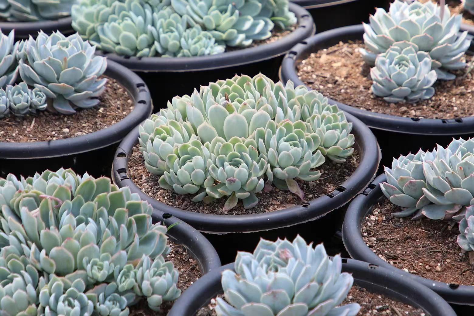 回乡创业种养循环,回村返乡创业搞养殖