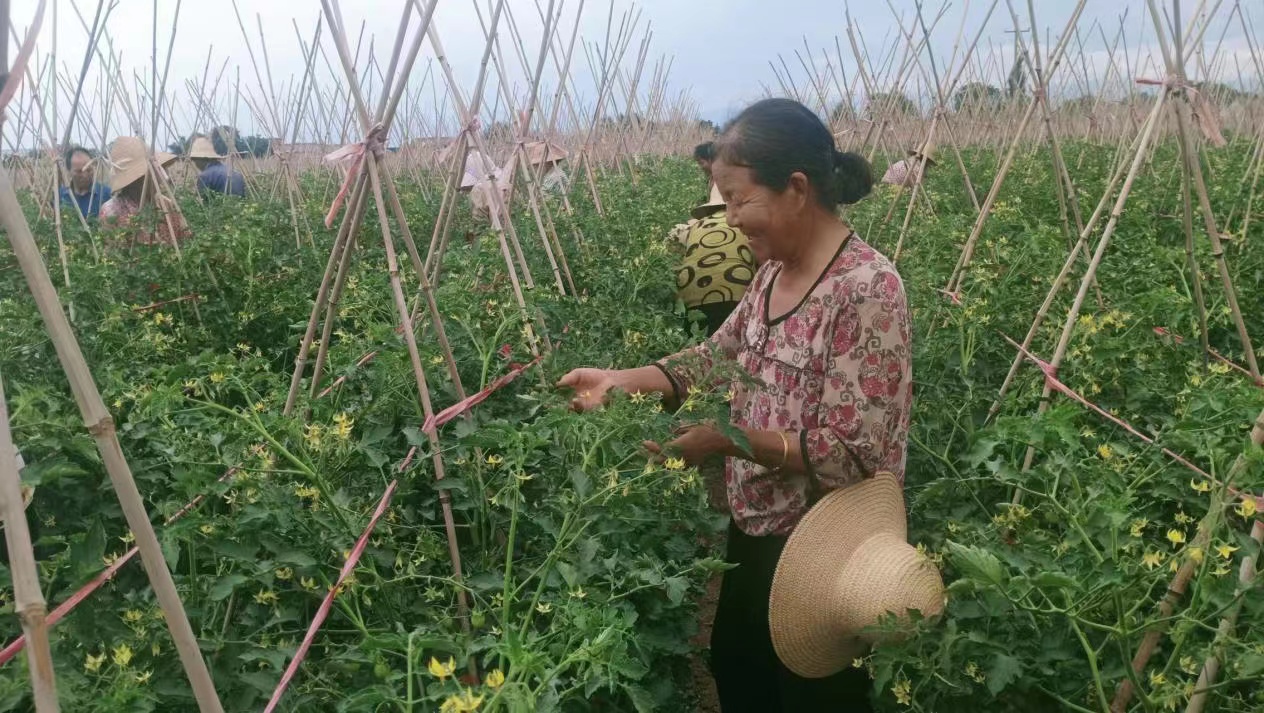 陕西省渭南澄城县圣女果发展历史,宝鸡圣女果基地