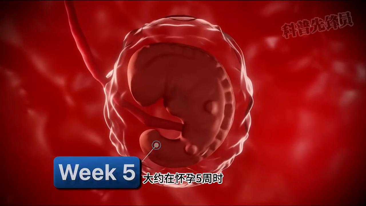 怀孕的整个视频,怀孕十个月胎儿成形过程