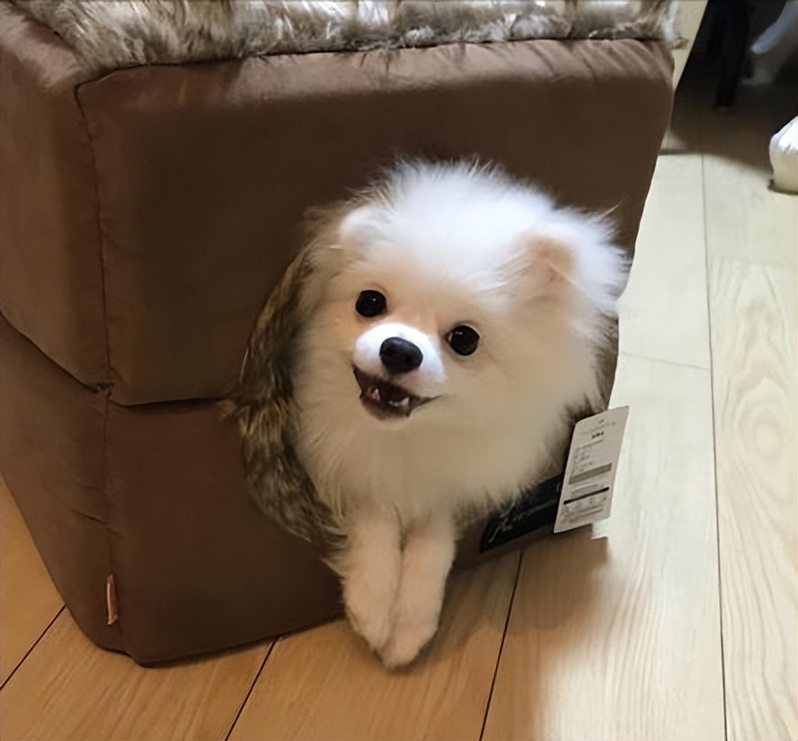 博美怎么养活,博美怎么养温顺不乱叫