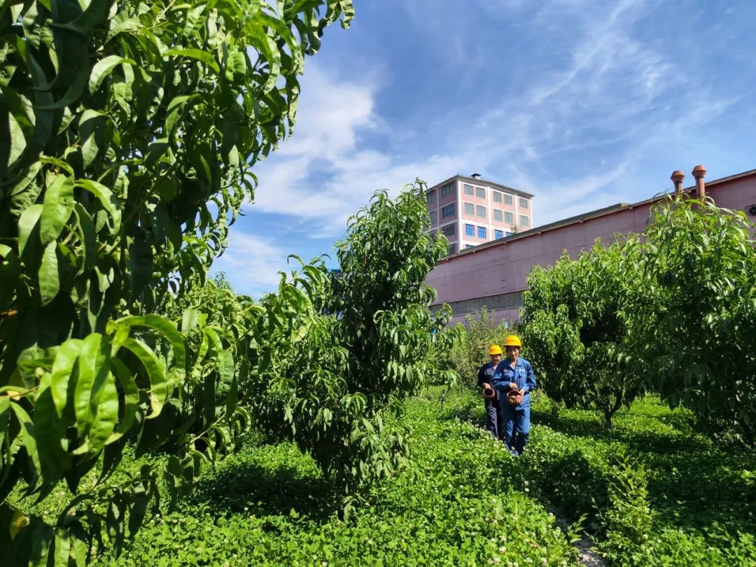 全国生态环境日主题,全国生态日绿水青山就是金山银山