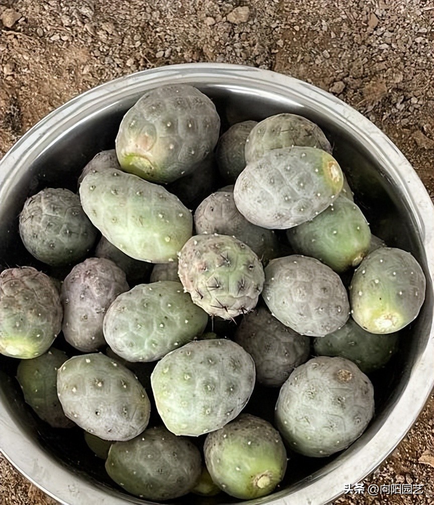 习志野仙人球发根方法,所有仙人球都适合露养吗