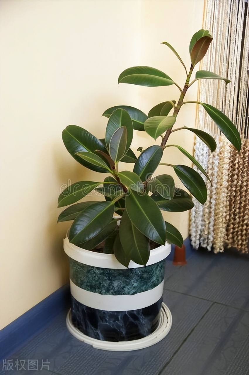 客厅不养绿萝养哪两种树,客厅种树有什么讲究