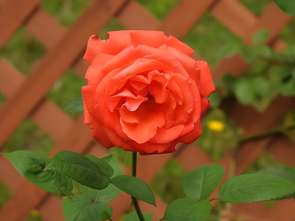 高情商女人让男人彻底爱上聊天,女人如何在聊天中让男人爱你