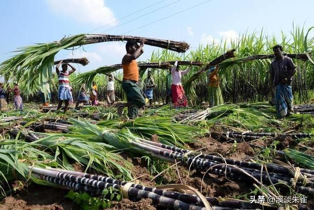 19年记者收集一大证据，揭露印度女性为满足老板，全部被“阉割”