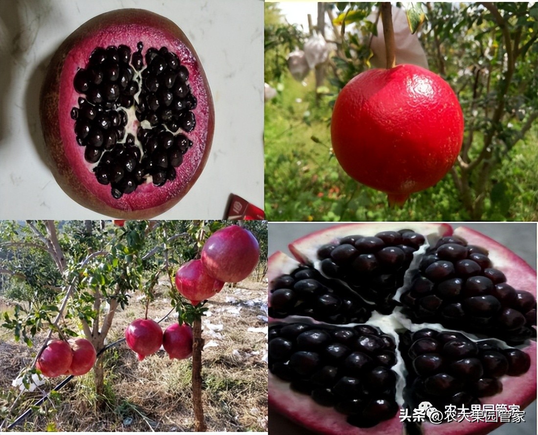 优质果树苗木品种介绍,最好的新品种苹果苗木