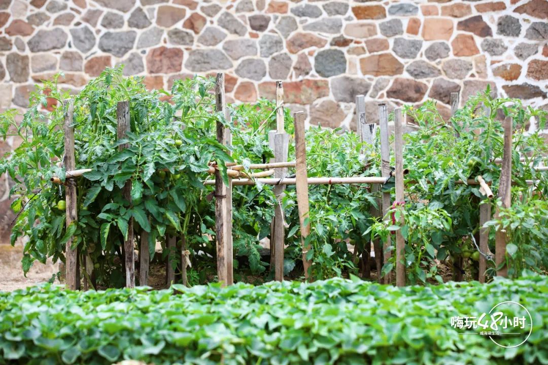 山东荣成云栖民宿,荣成海云栖民宿