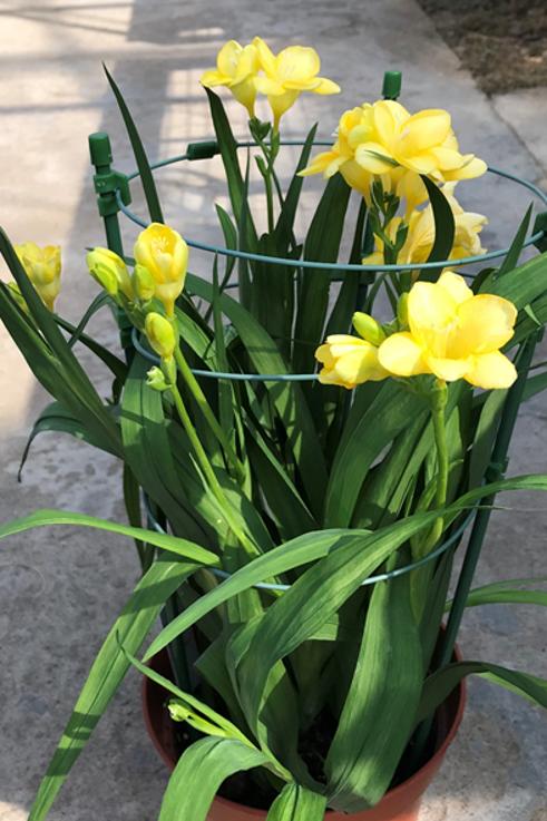 2022虎年年宵花,年宵花系列来了