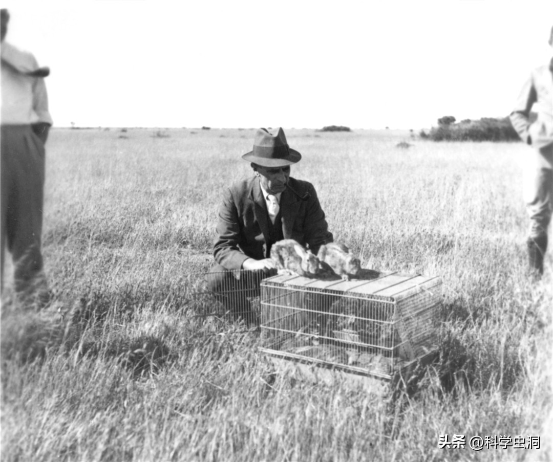 澳洲的野兔泛滥成灾的主要原因,澳洲野兔泛滥源头