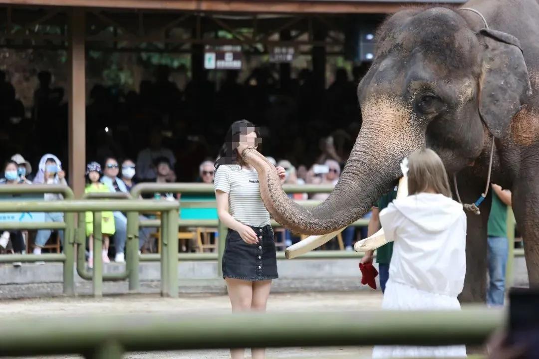 野象谷：给大象拴铁链子，好比人类遛狗的时候拴狗绳