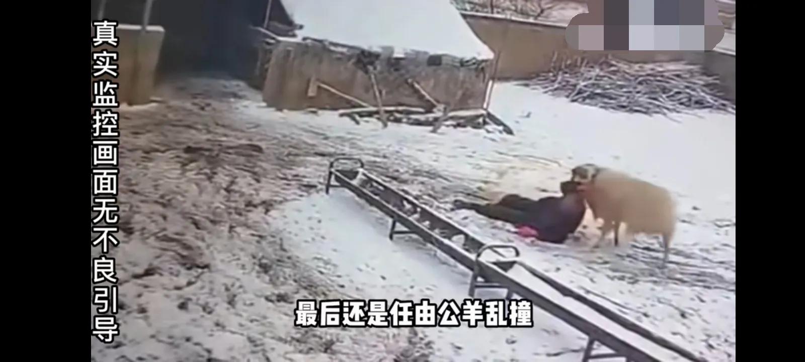 公羊顶羊怎么办,公羊特别厉害欺负别的羊怎么办