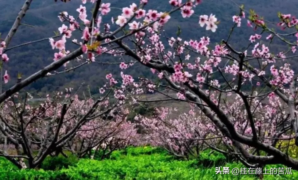 木洞桃花岛工程,木洞桃花岛攻略