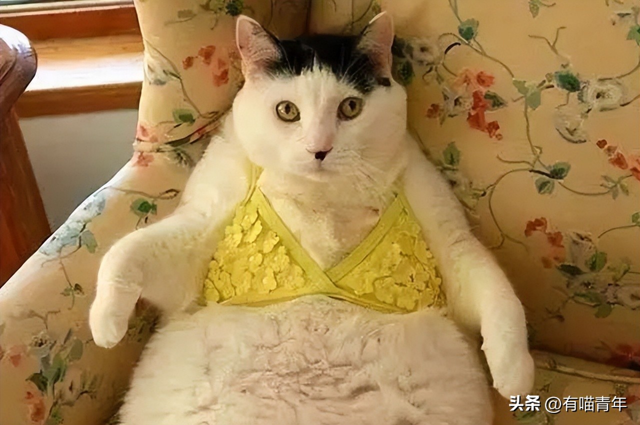 猫咪坐姿分辨性别,猫咪坐姿判断性别